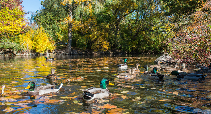 ducks swim in the Red Cedar river