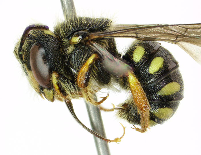 New non-native bee discovered in Illinois, Minnesota